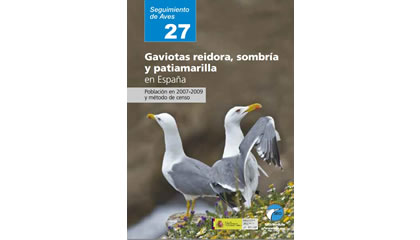 Gaviotas reidora, sombría y patiamarilla en España