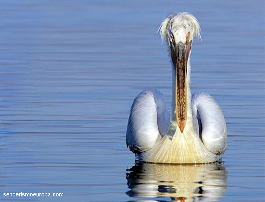 pelicano-cenudo