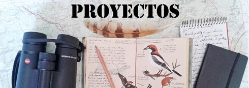 proyectos